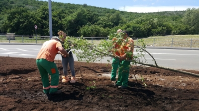 orezivanje krošnje prije sadnje