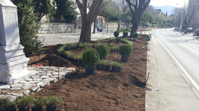 sadnja grmova i živica