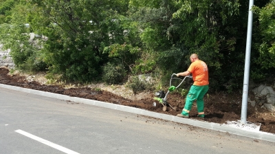 priprema za sadnju živice od lovora