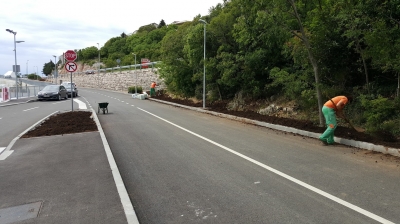 priprema za sadnju živice od lovora