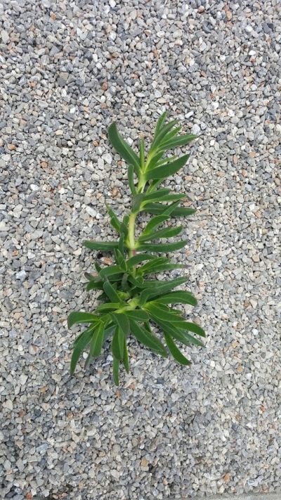 Carpobrotus edulis 