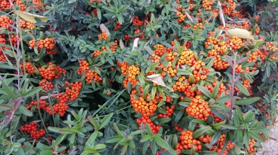 Pyracantha coccinea