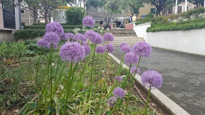 Allium  giganteum 