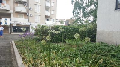 Allium  giganteum Mont Blanc