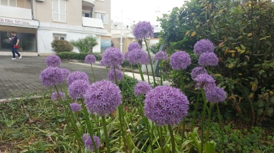 Allium  giganteum 