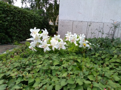 Lilium candidum